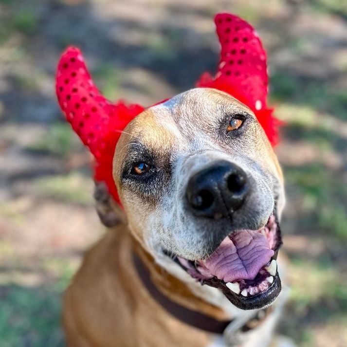 Enlarge Kara Bear, a Adoptable mixed breed in Whitewright, TX image 3/12