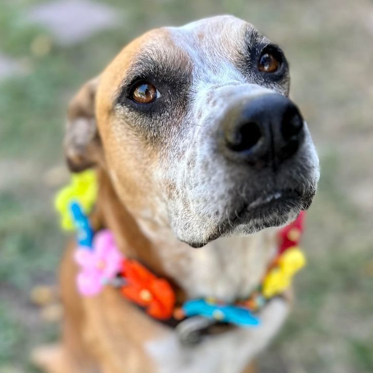 Enlarge Kara Bear, a Adoptable mixed breed in Whitewright, TX image 4/12