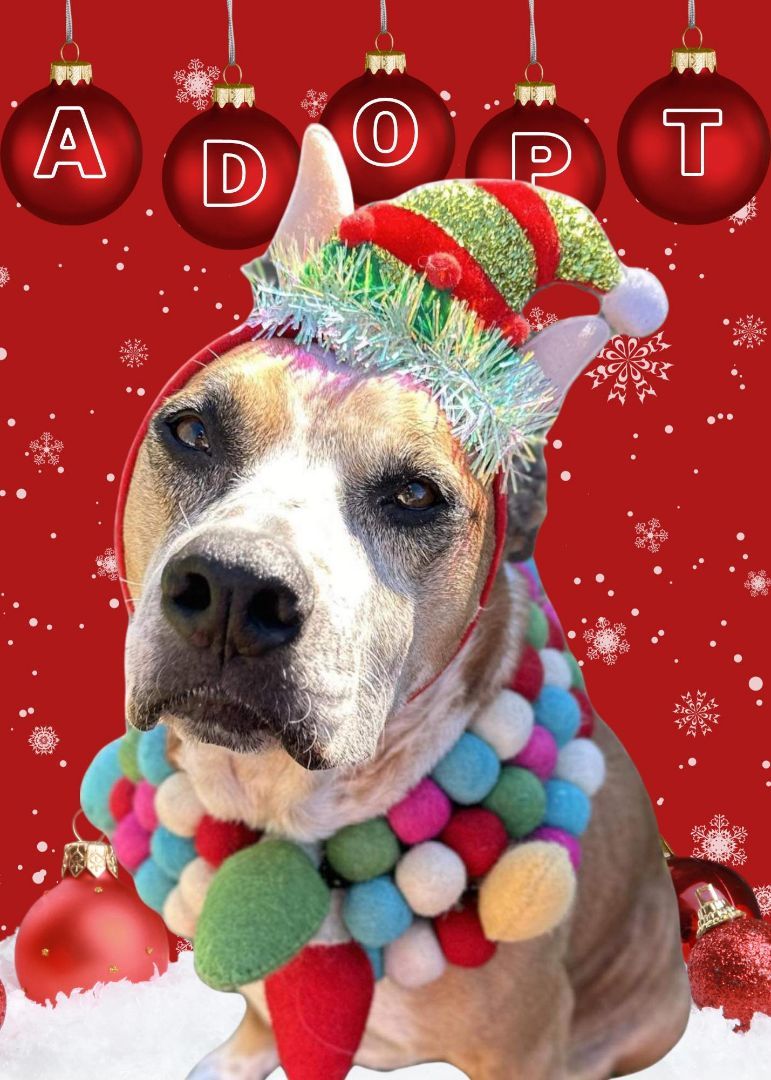 Enlarge Kara Bear, a Adoptable mixed breed in Whitewright, TX image 5/12