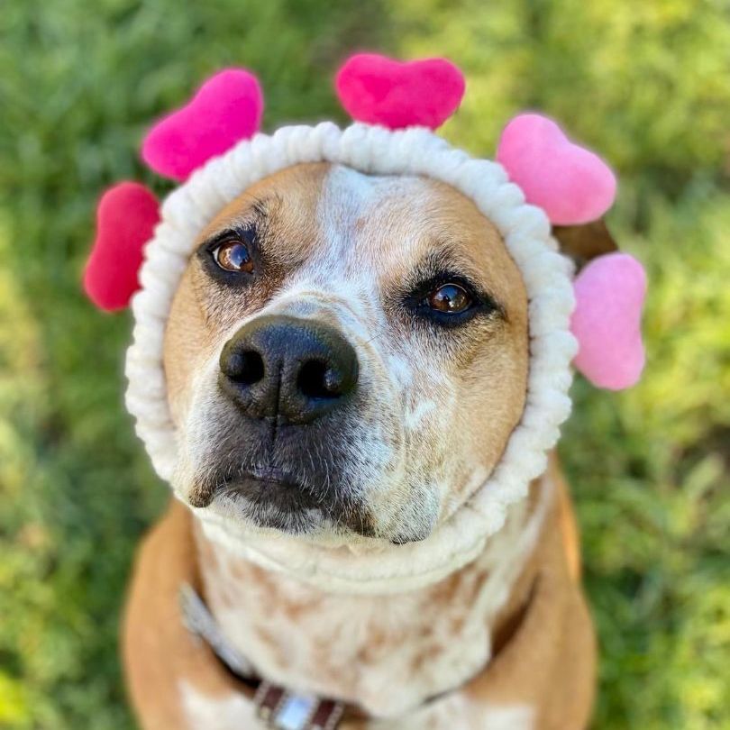 Kara Bear, Adoptable, Adult Female Cattle Dog & Boxer.