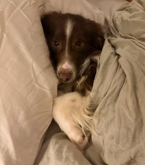 Milo Bear, Adopted, Adult Male Australian Shepherd.