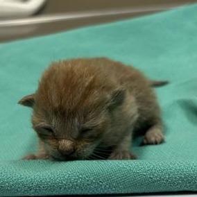 Vega, Adoptable, Kitten Male Domestic Short Hair.