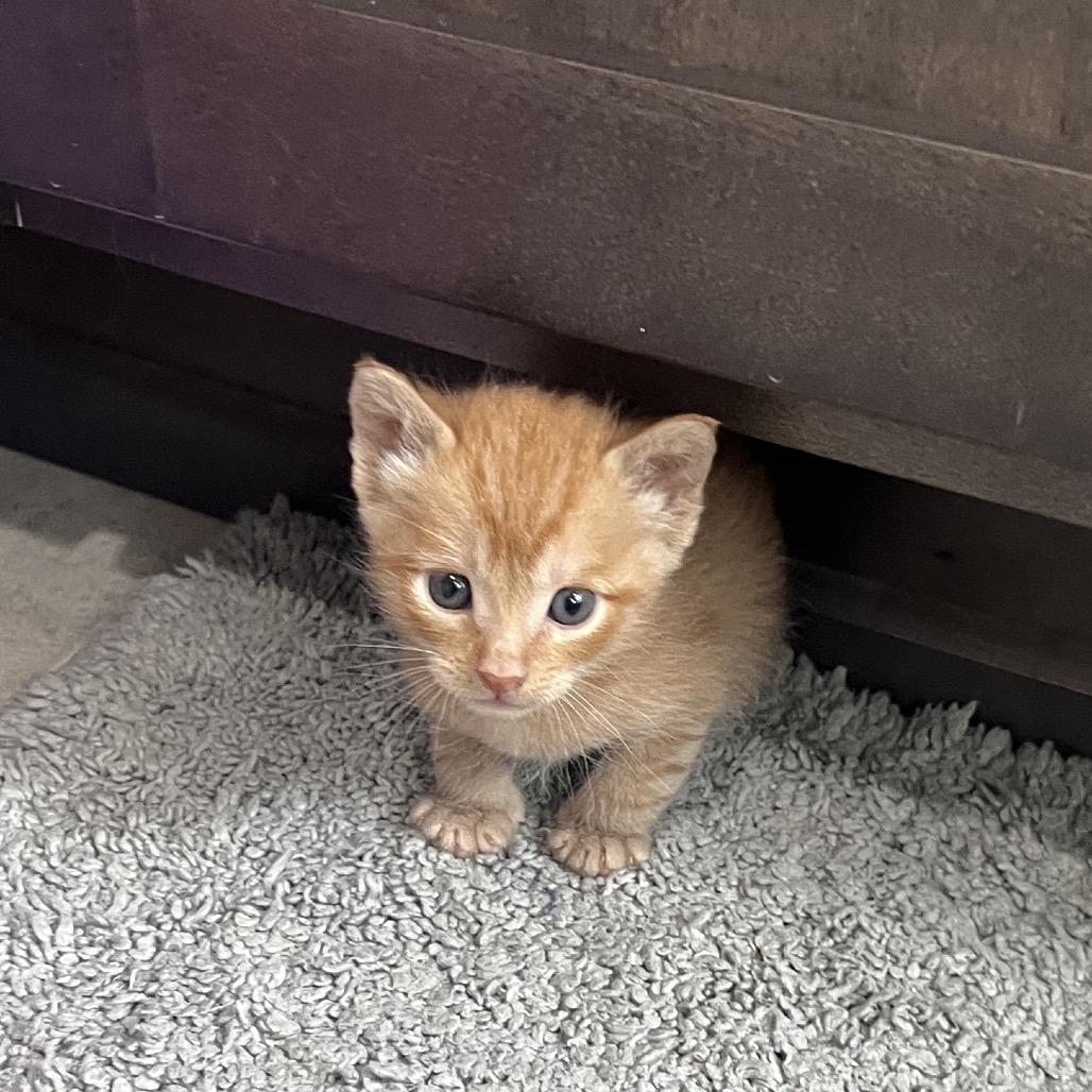 Vega, a Adoptable Domestic Short Hair in Redmond, WA image 2/2
