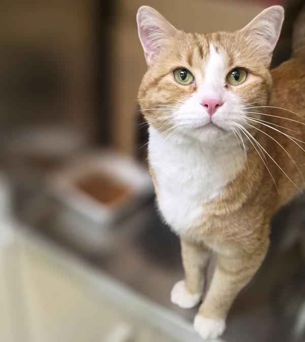 Enlarge Sunny, a Adoptable mixed breed in Sioux City, IA image 1/1