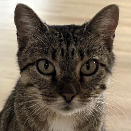 PomPom, Adoptable, Adult Female Domestic Short Hair.