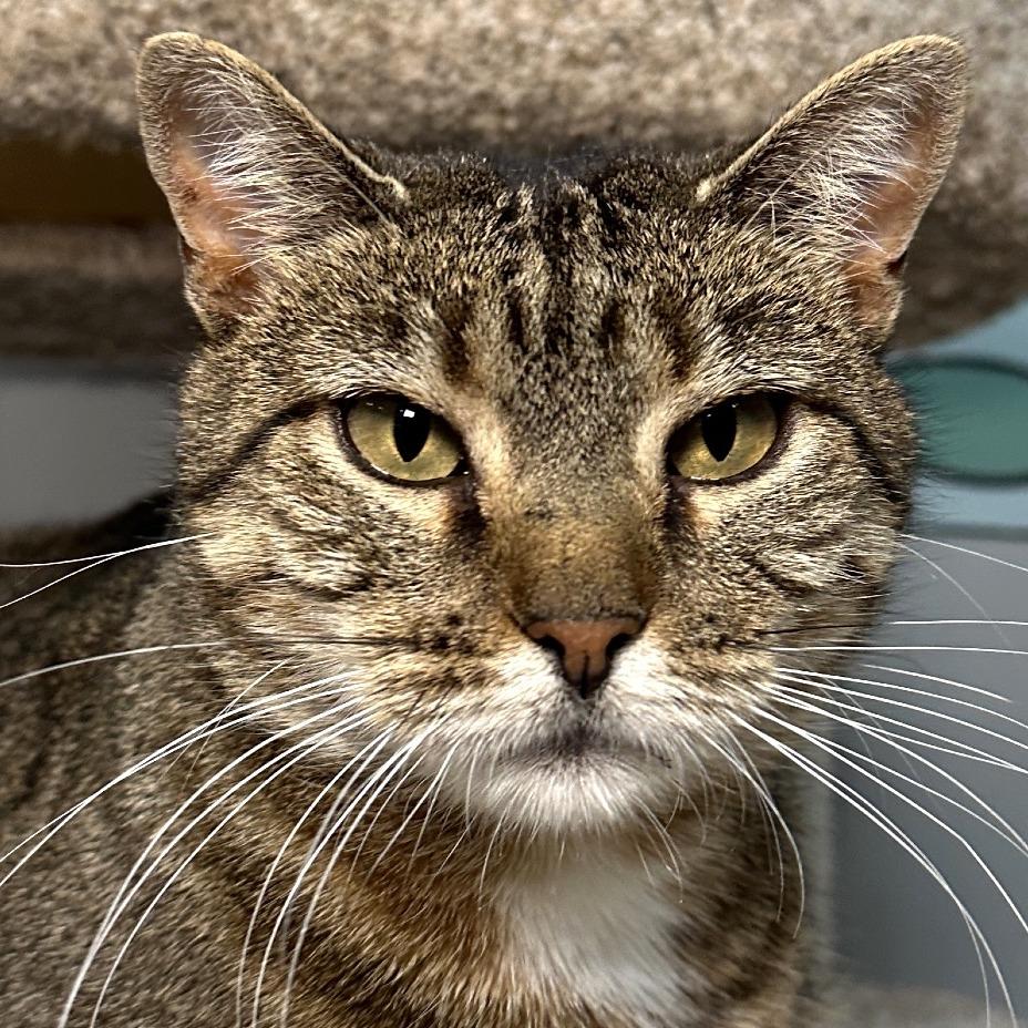 Enlarge PomPom, a Adoptable Domestic Short Hair in Shawnee, KS image 1/6
