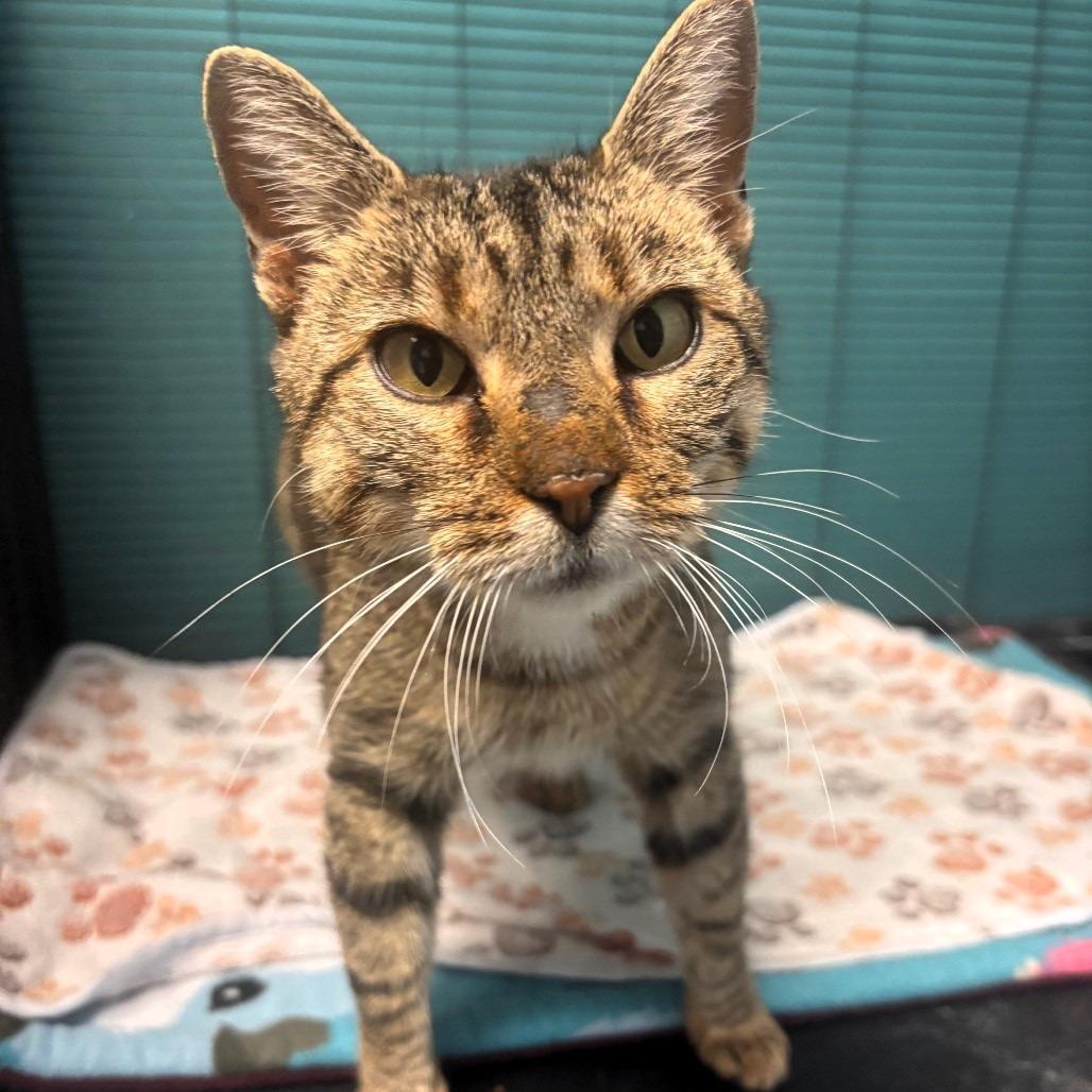 Enlarge PomPom, a Adoptable Domestic Short Hair in Shawnee, KS image 2/5