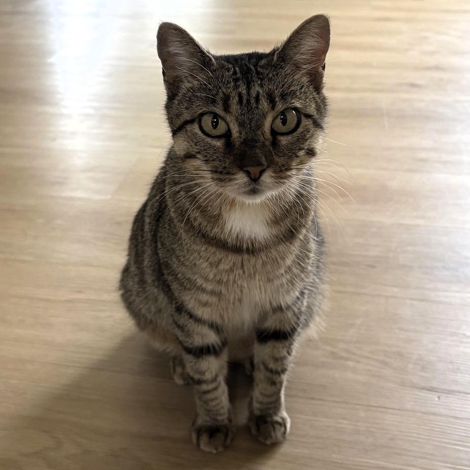 Enlarge PomPom, a Adoptable Domestic Short Hair in Shawnee, KS image 3/5