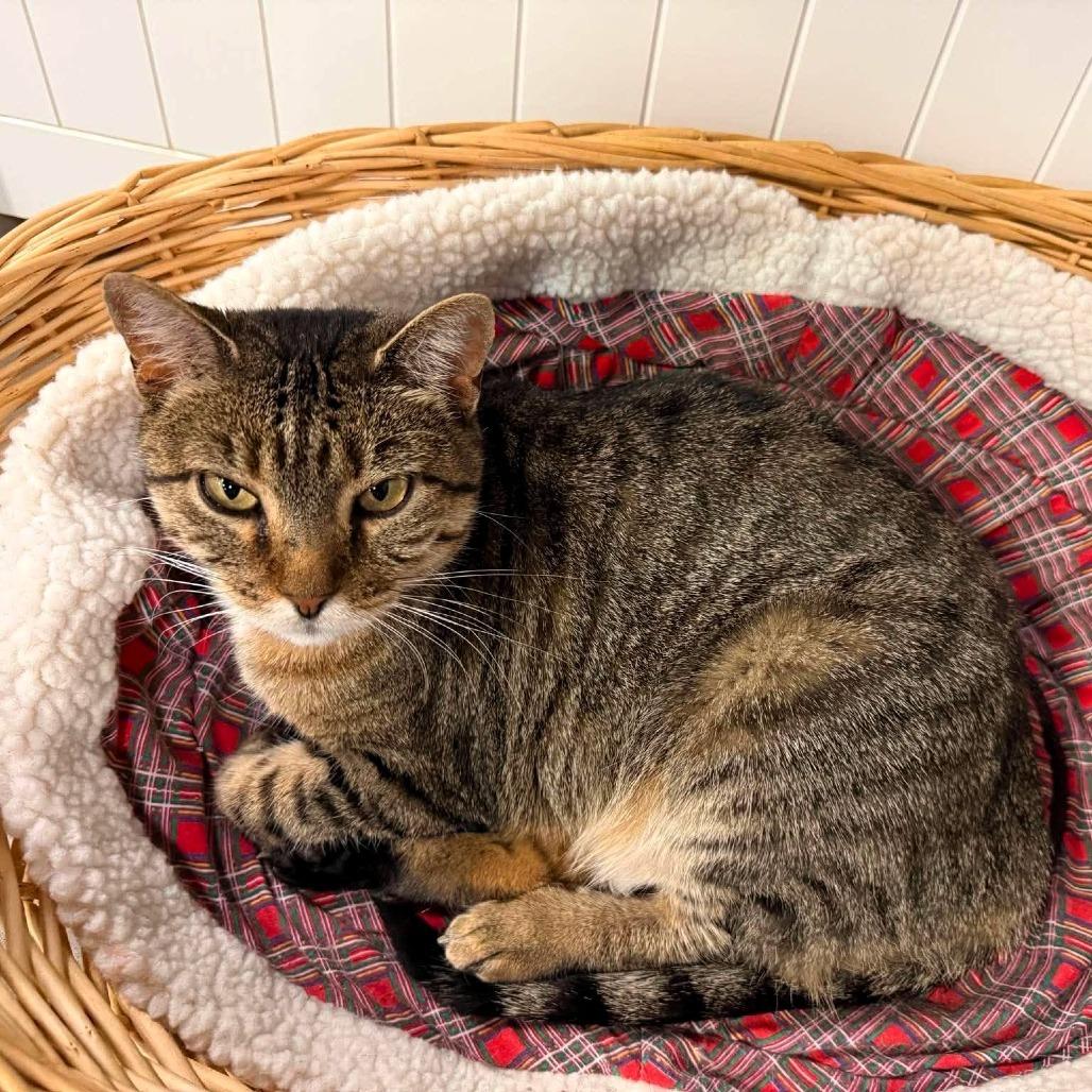 PomPom, a Adoptable Domestic Short Hair in Shawnee, KS image 4/6