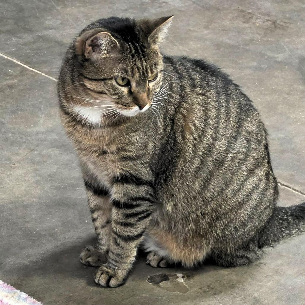 Enlarge PomPom, a Adoptable Domestic Short Hair in Shawnee, KS image 2/6