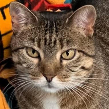 Enlarge PomPom, a Adoptable Domestic Short Hair in Shawnee, KS image 3/6