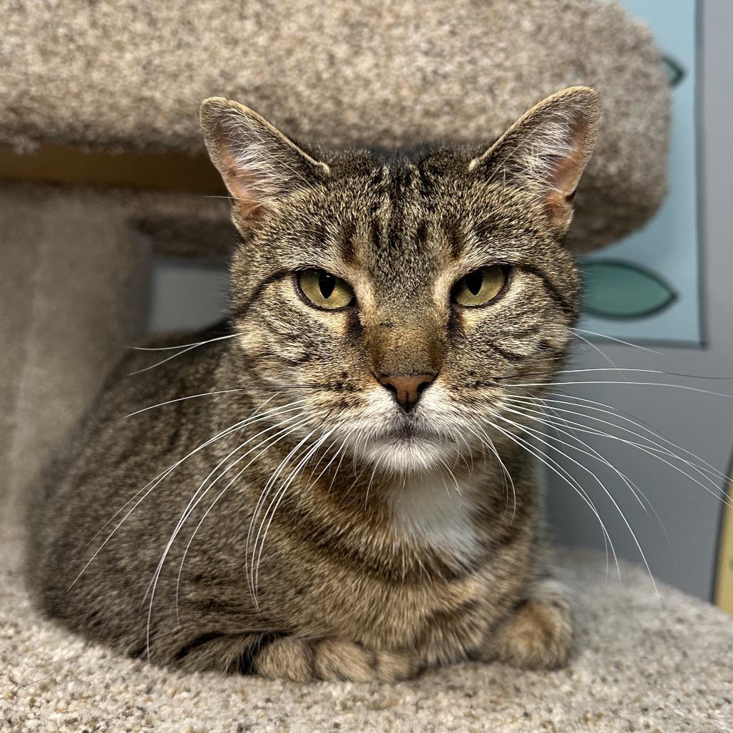 Enlarge PomPom, a Adoptable Domestic Short Hair in Shawnee, KS image 4/6