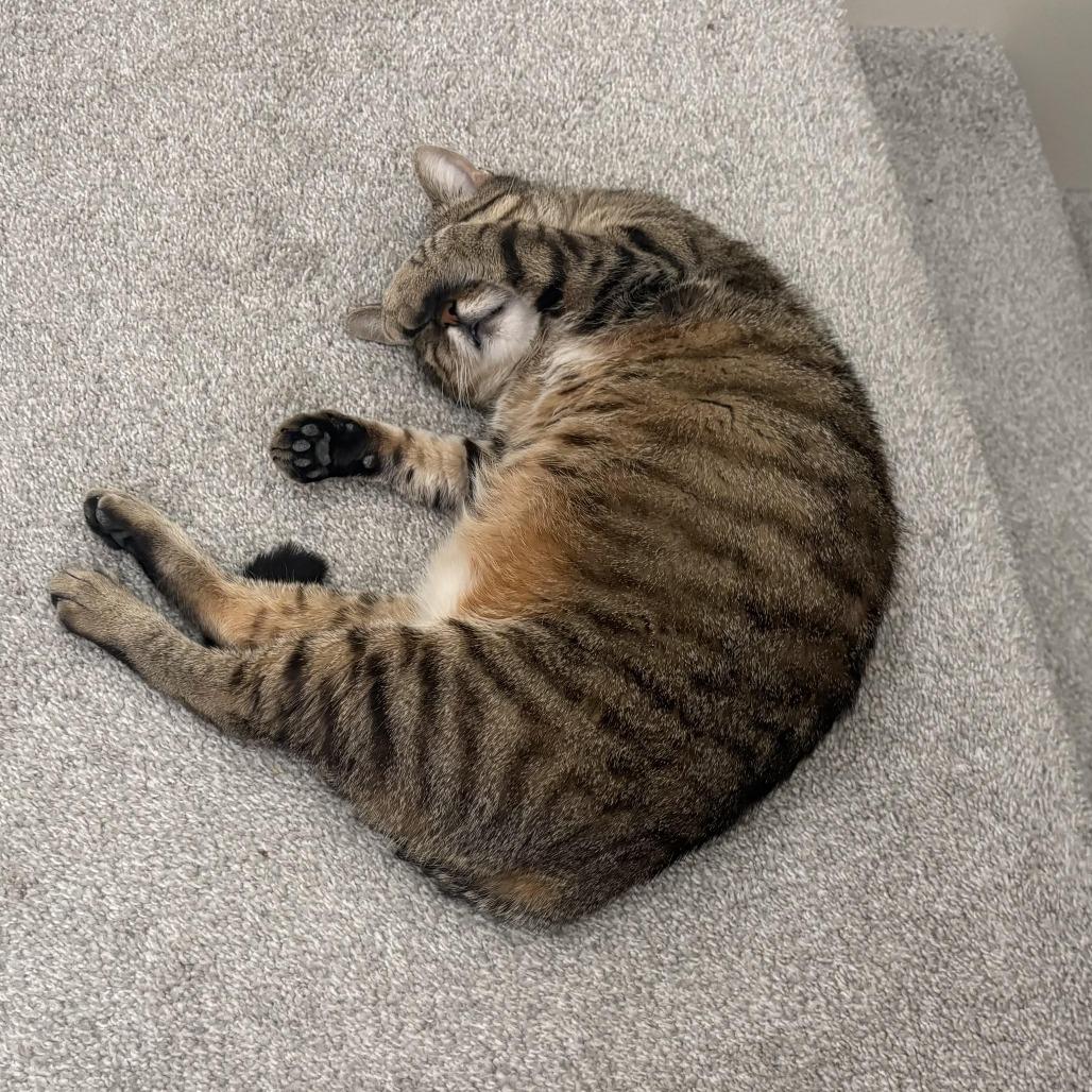 Enlarge PomPom, a Adoptable Domestic Short Hair in Shawnee, KS image 4/5