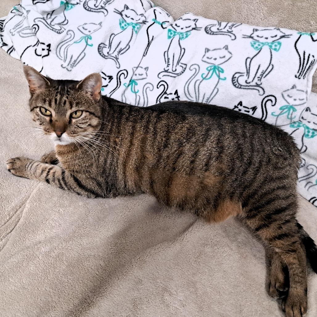 Enlarge PomPom, a Adoptable Domestic Short Hair in Shawnee, KS image 6/6
