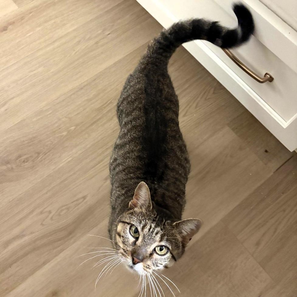 Enlarge PomPom, a Adoptable Domestic Short Hair in Shawnee, KS image 5/5