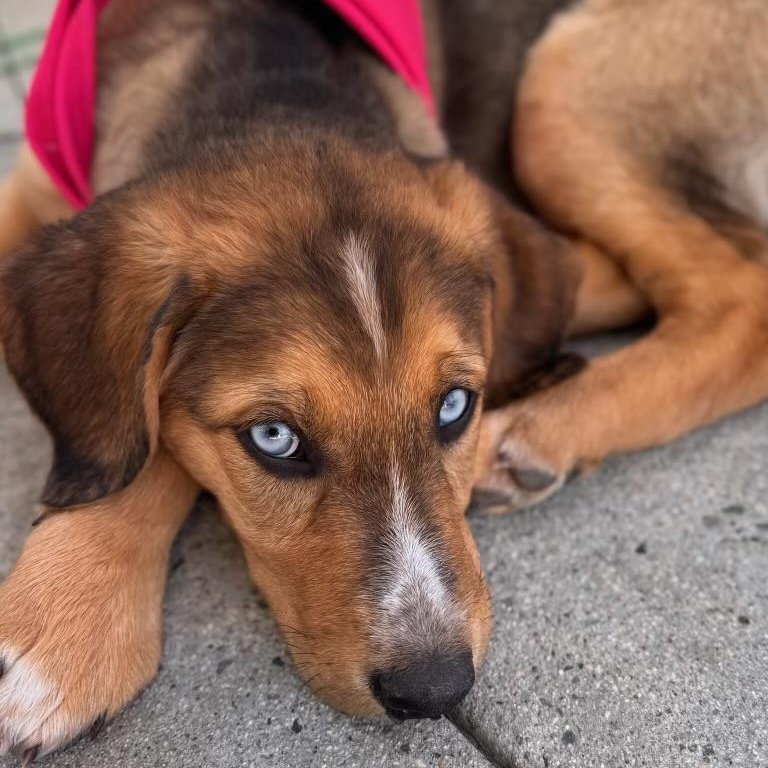 Enlarge Cora, an adopted mixed breed in Newport Beach, CA image 1/1