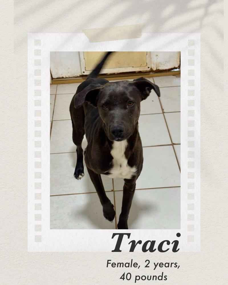 Traci, Adoptable, Adult Female Labrador Retriever & Pit Bull Terrier.
