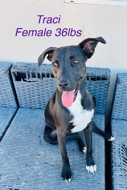 Traci, Adoptable, Adult Female Labrador Retriever & Pit Bull Terrier.