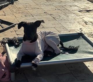 Enlarge Traci, a Adoptable mixed breed in Puerto Penasco, SON image 3/4