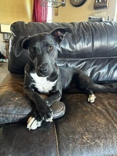 Enlarge Traci, a Adoptable mixed breed in Puerto Penasco, SON image 4/4