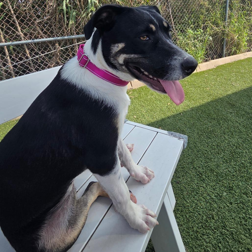 Enlarge Annie, a Adoptable American Staffordshire Terrier in Galveston, TX image 2/3