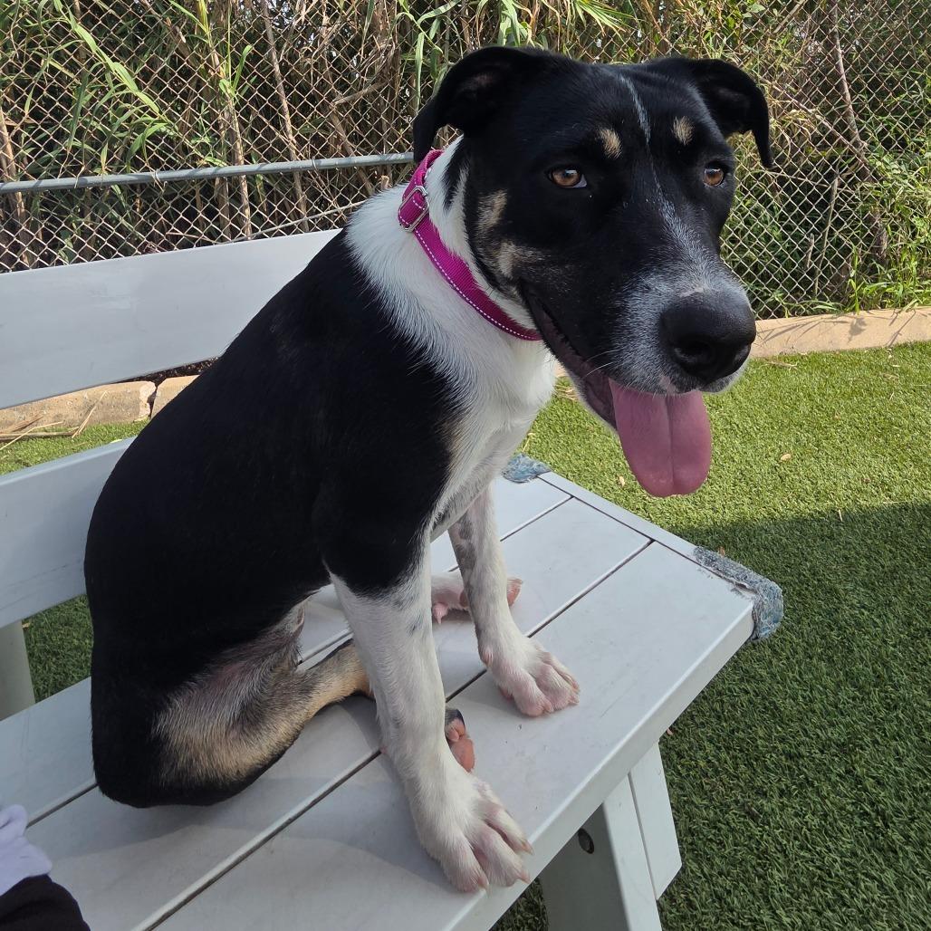 Enlarge Annie, a Adoptable American Staffordshire Terrier in Galveston, TX image 3/3