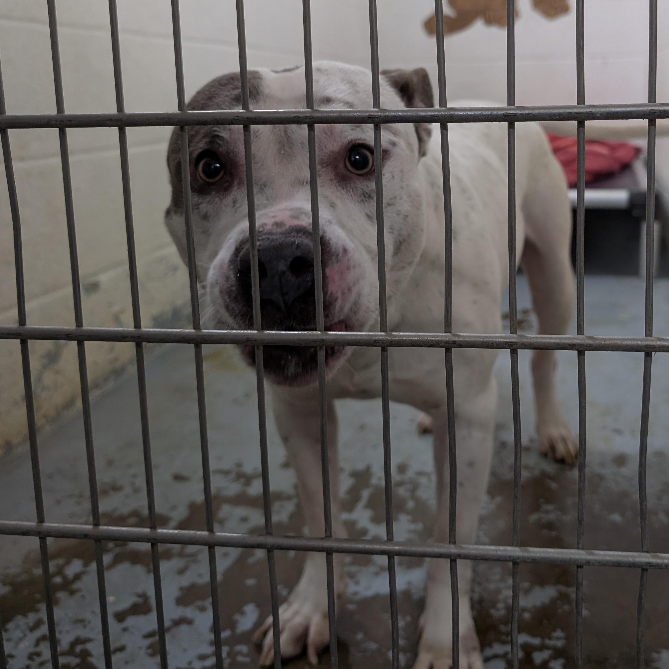 Enlarge 189705 LOOKING FOR OWNER, a ADOPTABLE Pit Bull Terrier in Ravenna, OH image 1/2