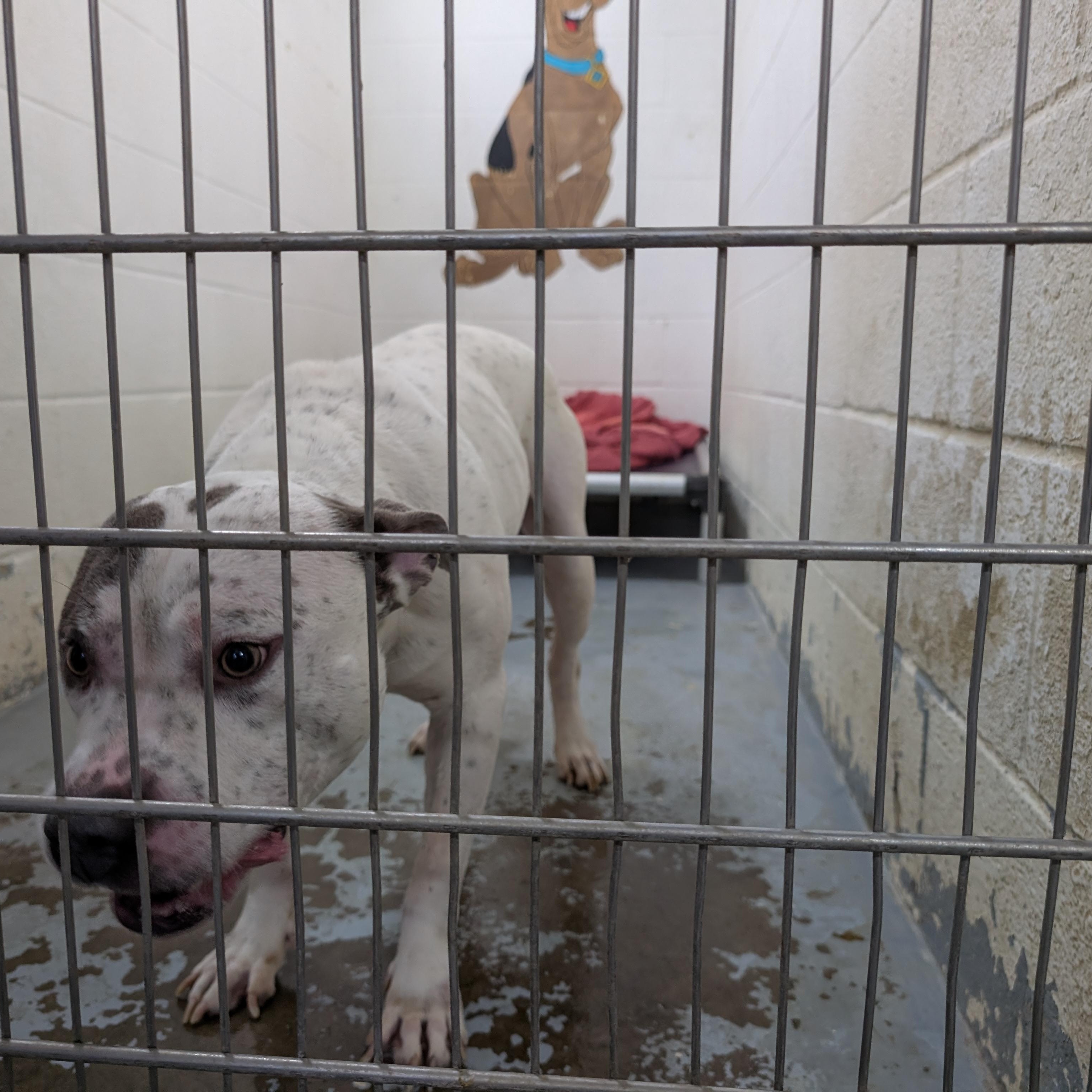Enlarge 189705 LOOKING FOR OWNER, a ADOPTABLE Pit Bull Terrier in Ravenna, OH image 2/2