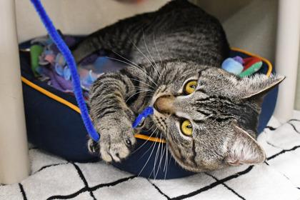 Catnip, Adoptable, Adult Male Domestic Short Hair & Domestic Short Hair.