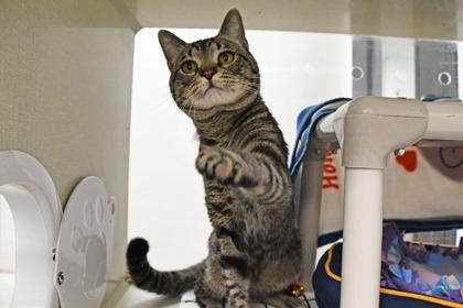 Enlarge Catnip, a Adoptable mixed breed in Scotia, NY image 2/3