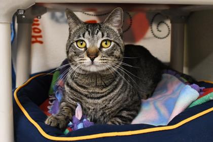 Enlarge Catnip, a Adoptable mixed breed in Scotia, NY image 3/3