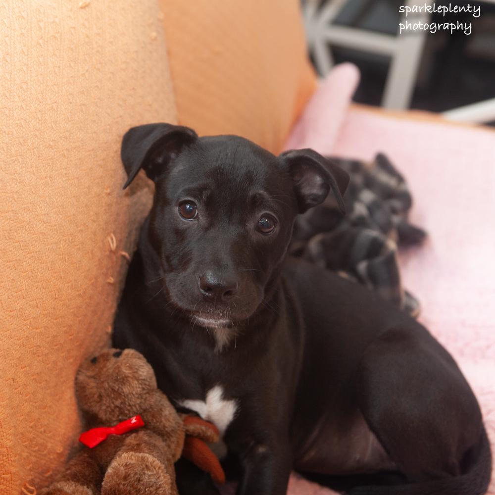 Sharpie, adopted, Puppy Female Mixed Breed.