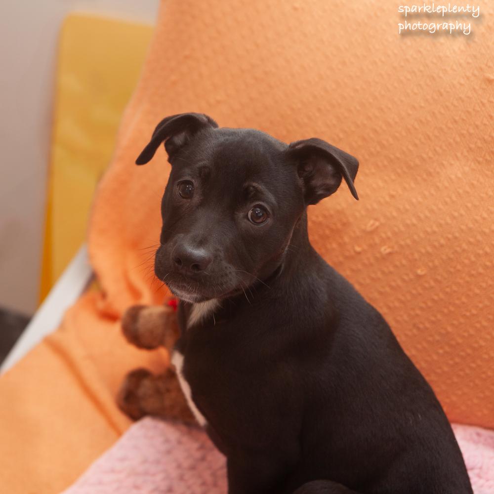 Enlarge Sharpie, an adopted Mixed Breed in Ridgefield, CT image 2/3