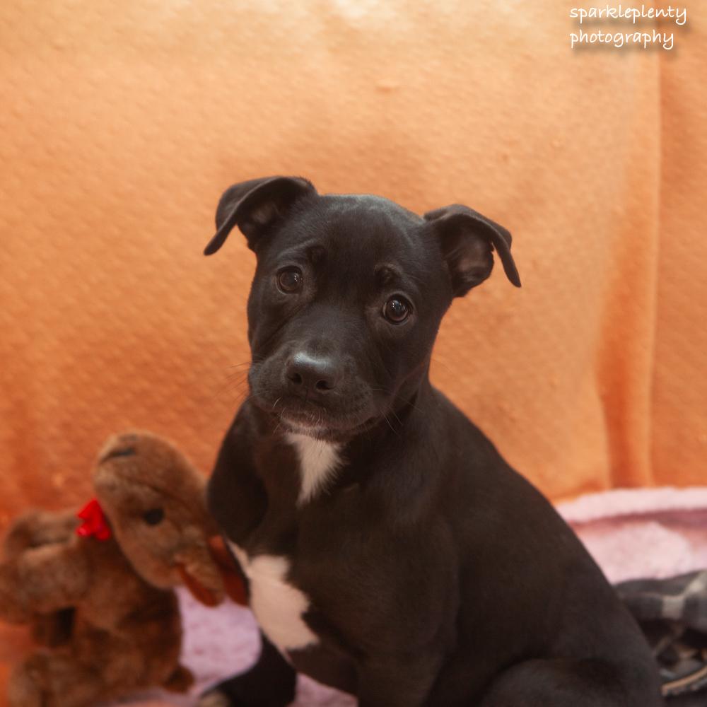 Enlarge Sharpie, an adopted Mixed Breed in Ridgefield, CT image 3/3