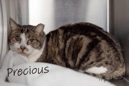 Enlarge Precious, a Adoptable mixed breed in Scottsdale, AZ image 1/1