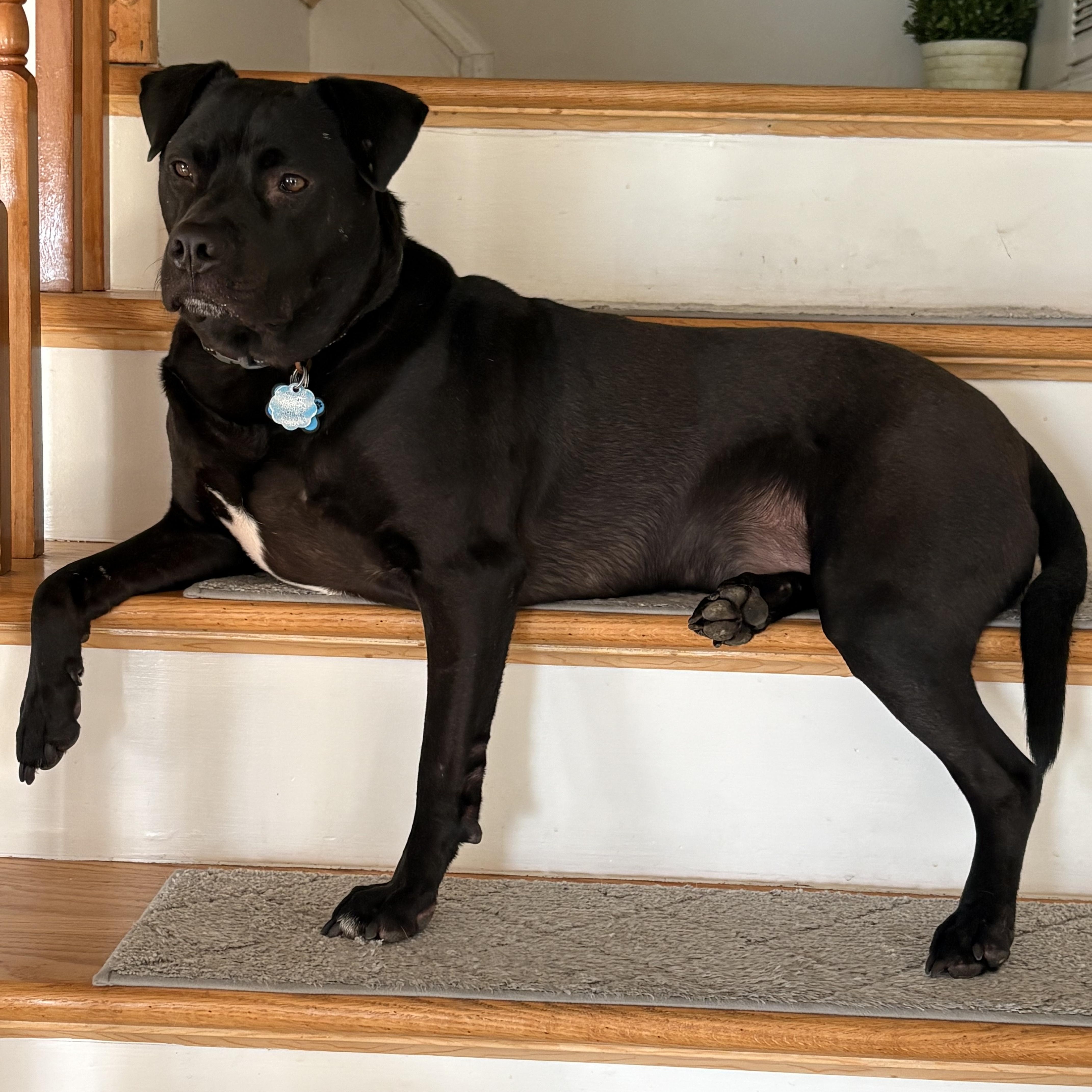 Foster needed George, a ADOPTABLE mixed breed in Oceanport, NJ image 3/3