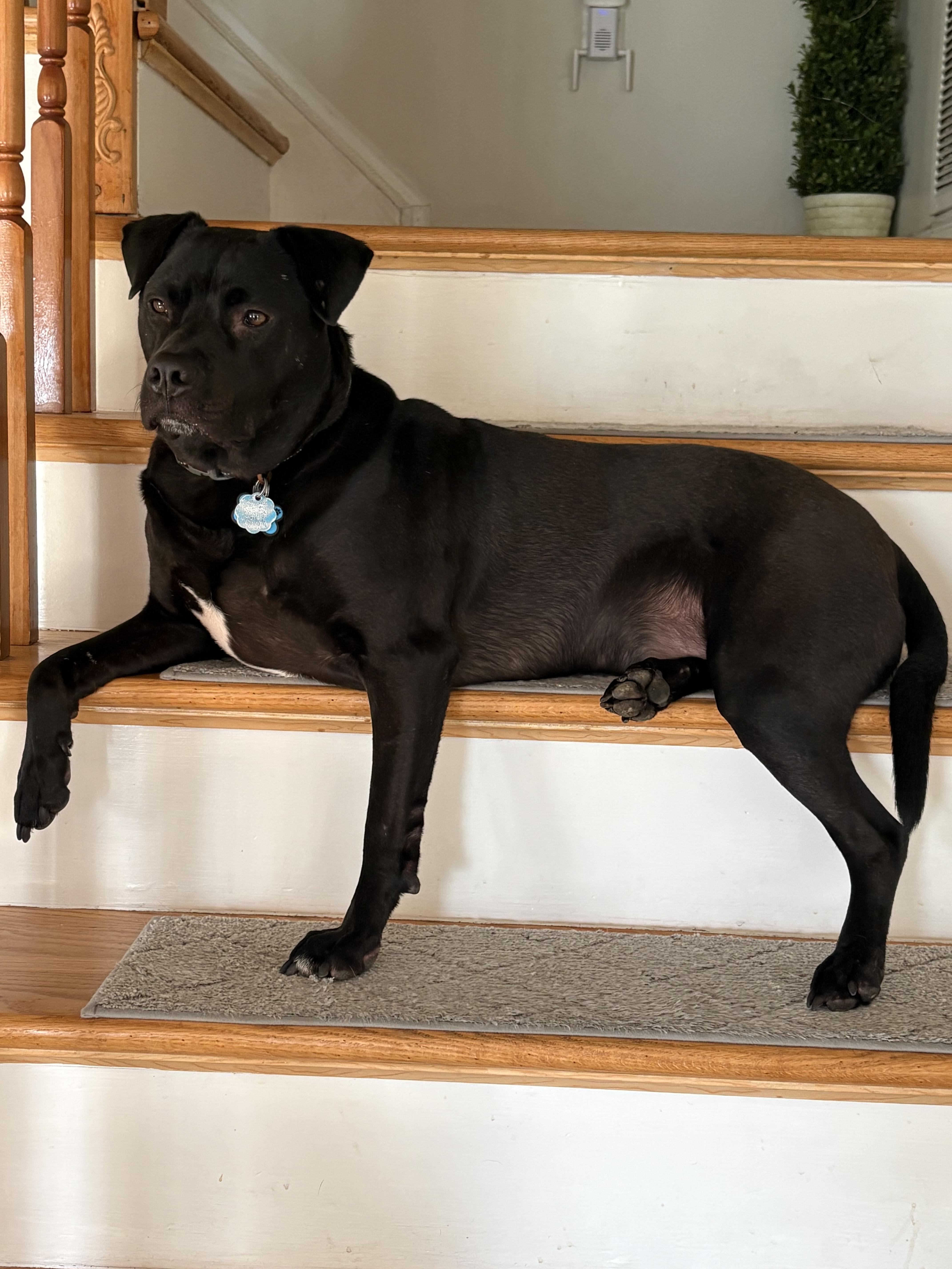Enlarge George, a ADOPTABLE mixed breed in Oceanport, NJ image 3/3