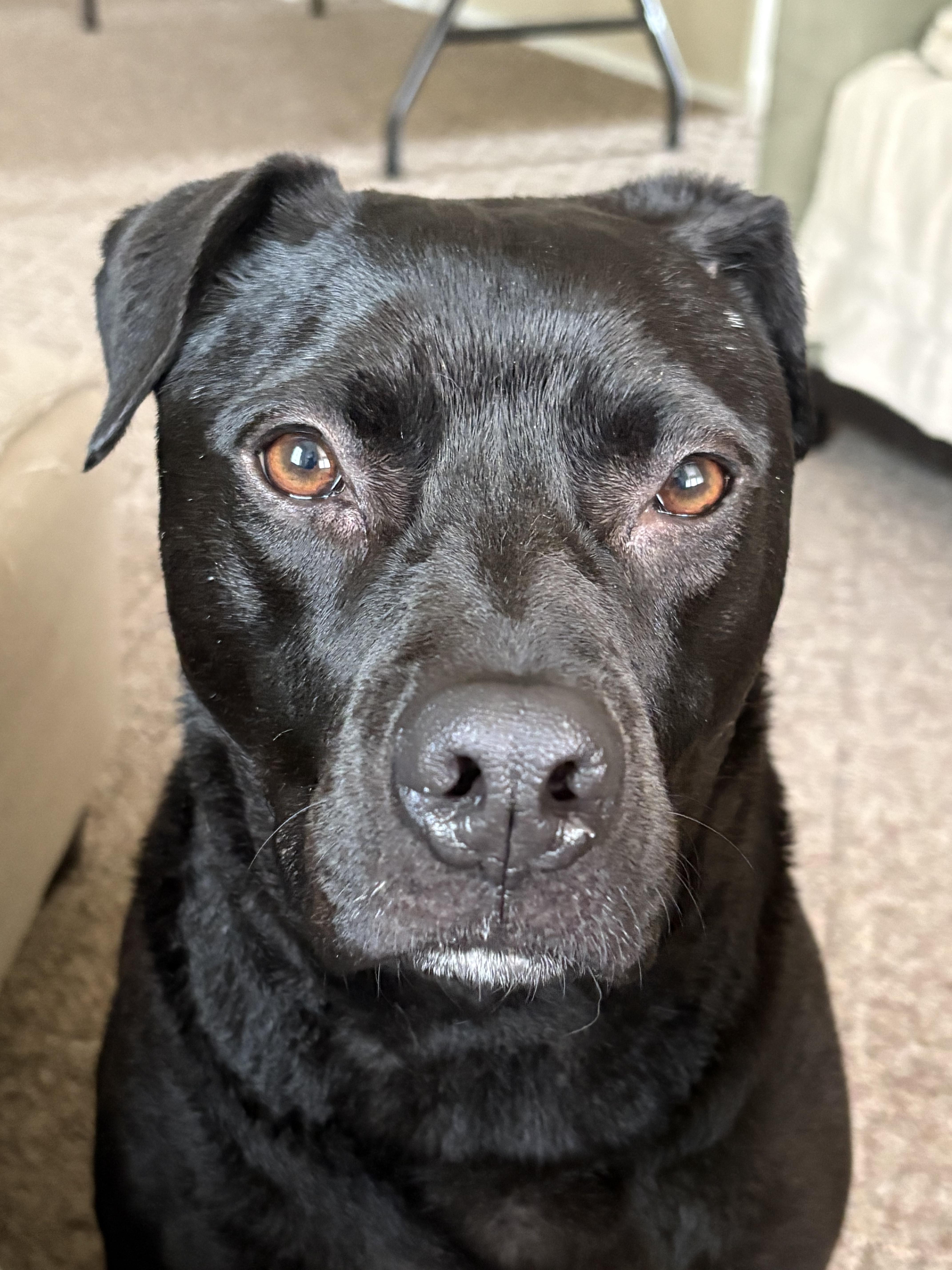 George, ADOPTABLE, Adult Male Pit Bull Terrier & American Staffordshire Terrier.