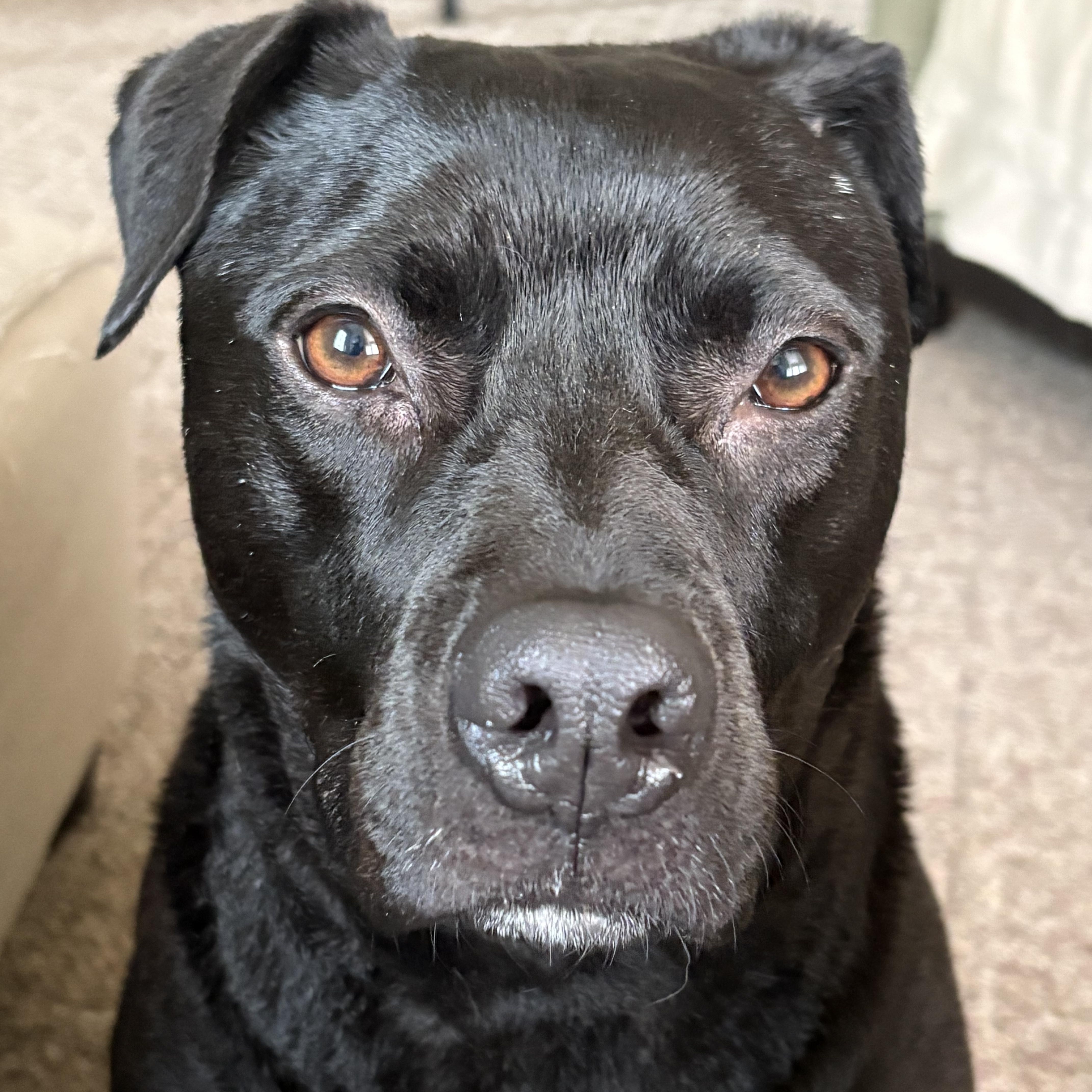 Foster needed George, a ADOPTABLE mixed breed in Oceanport, NJ image 1/3