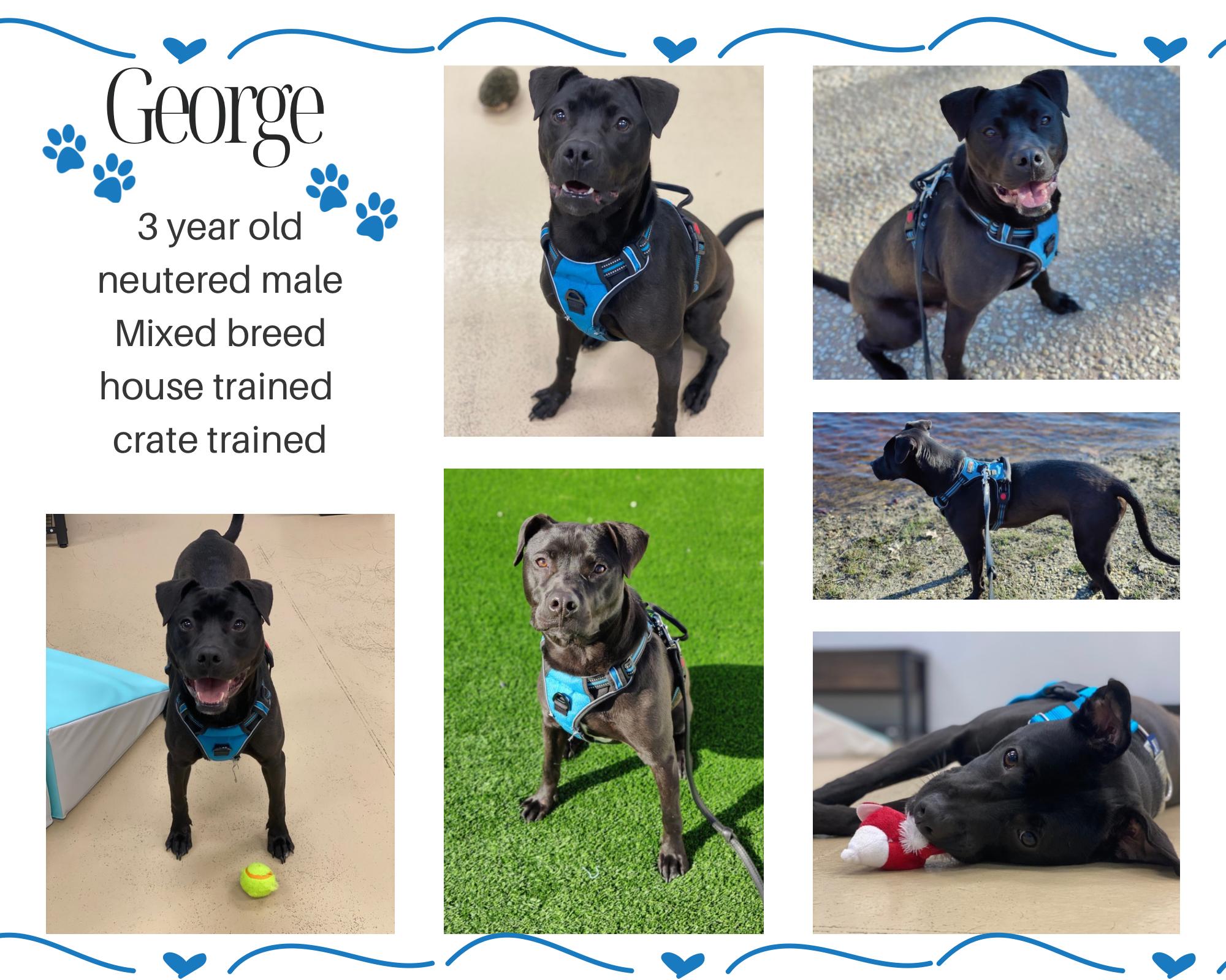 Enlarge George, a ADOPTABLE mixed breed in Oceanport, NJ image 2/3