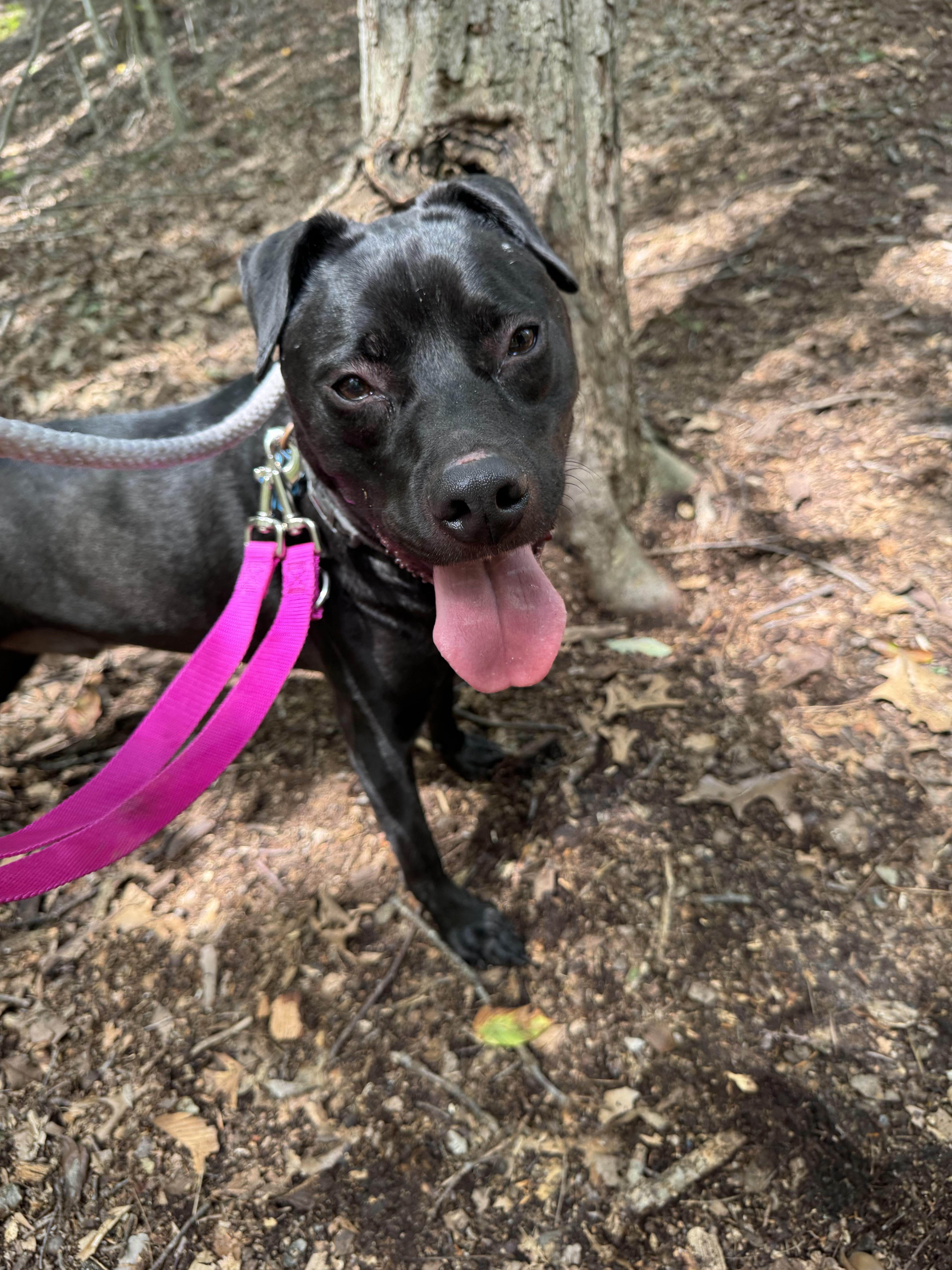 Enlarge Foster needed George, a Adoptable mixed breed in Oceanport, NJ image 5/6