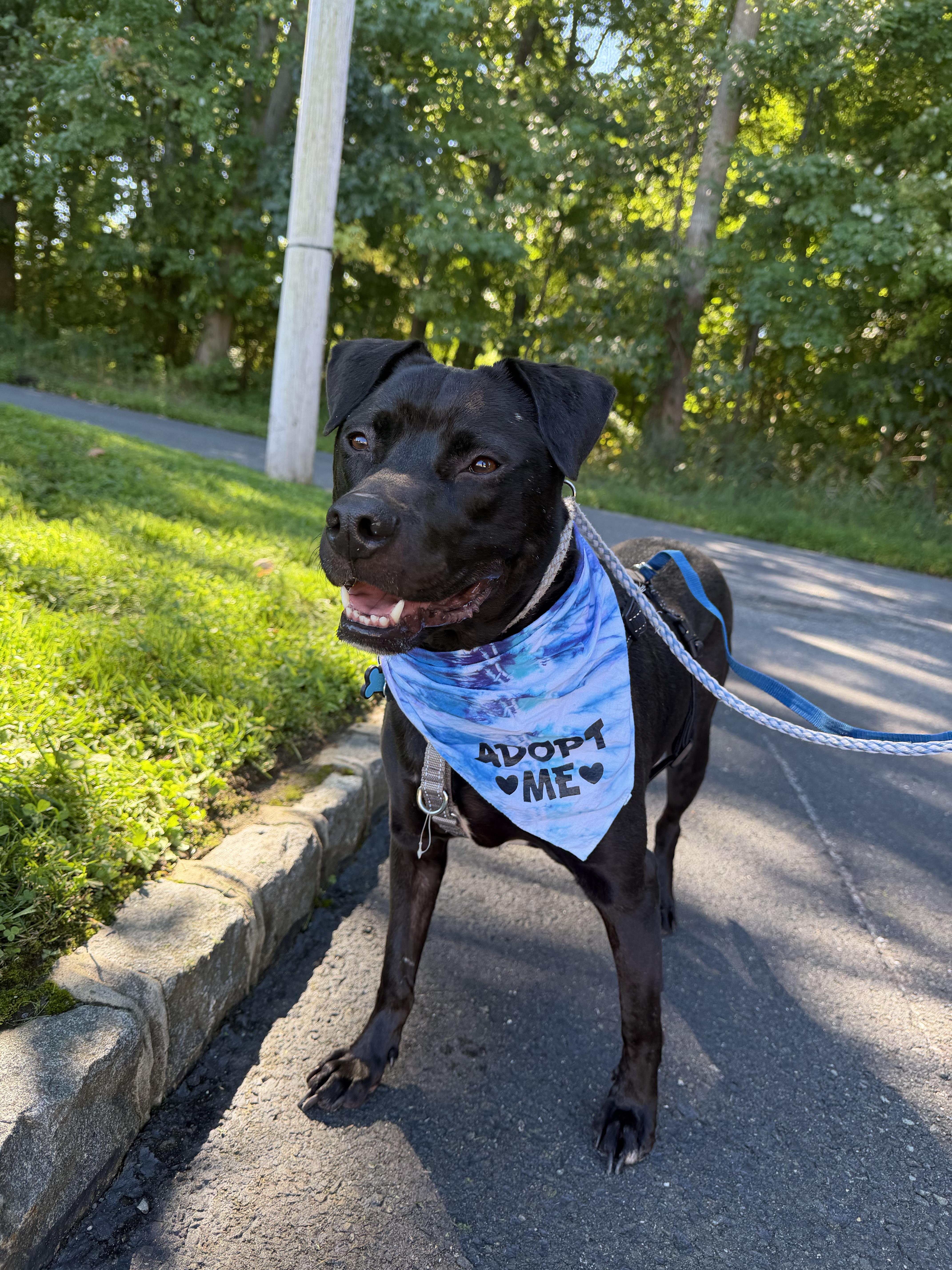 Enlarge Foster needed George, a Adoptable mixed breed in Oceanport, NJ image 4/6
