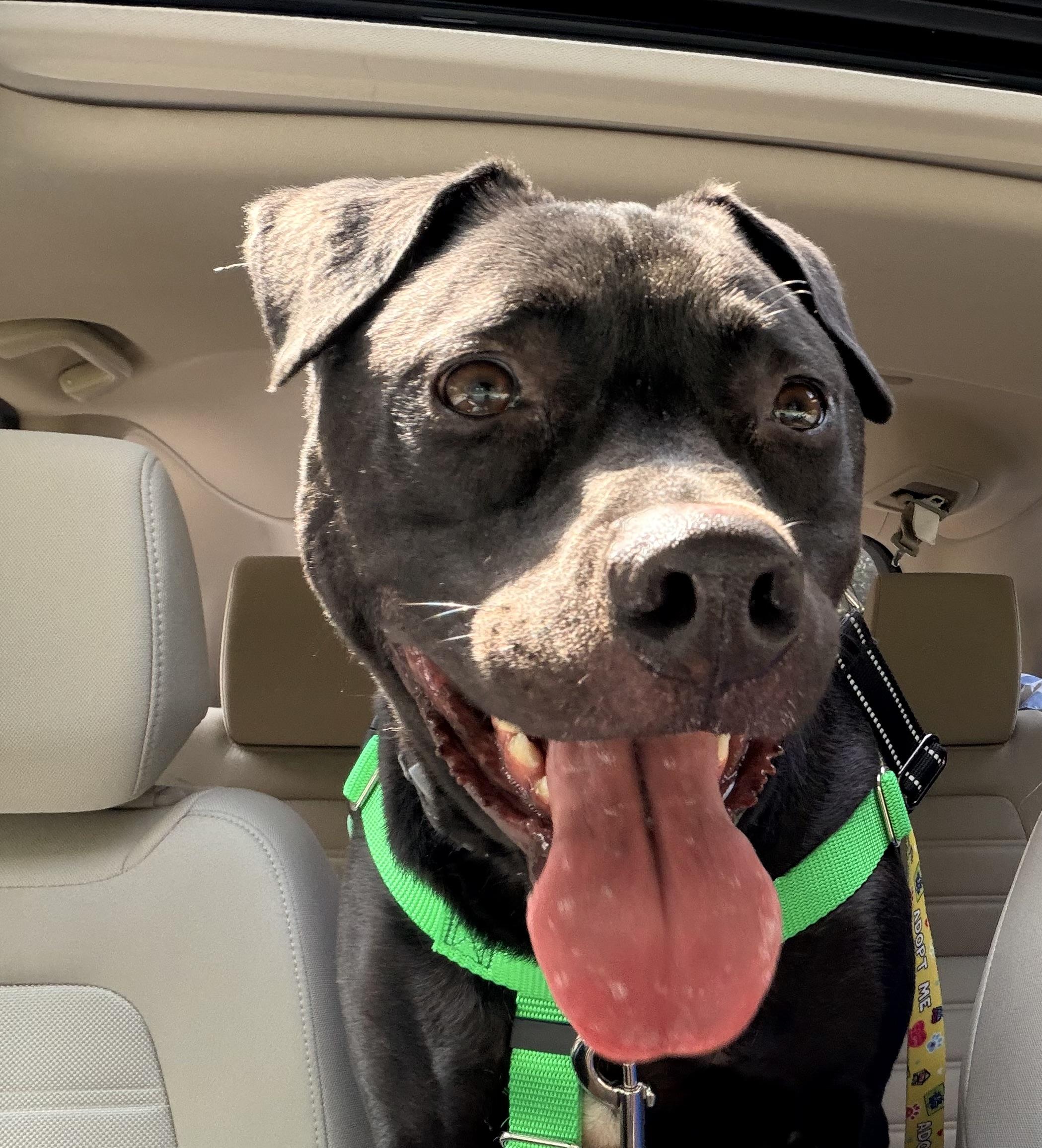 Foster needed George, Adoptable, Adult Male Pit Bull Terrier & American Staffordshire Terrier.