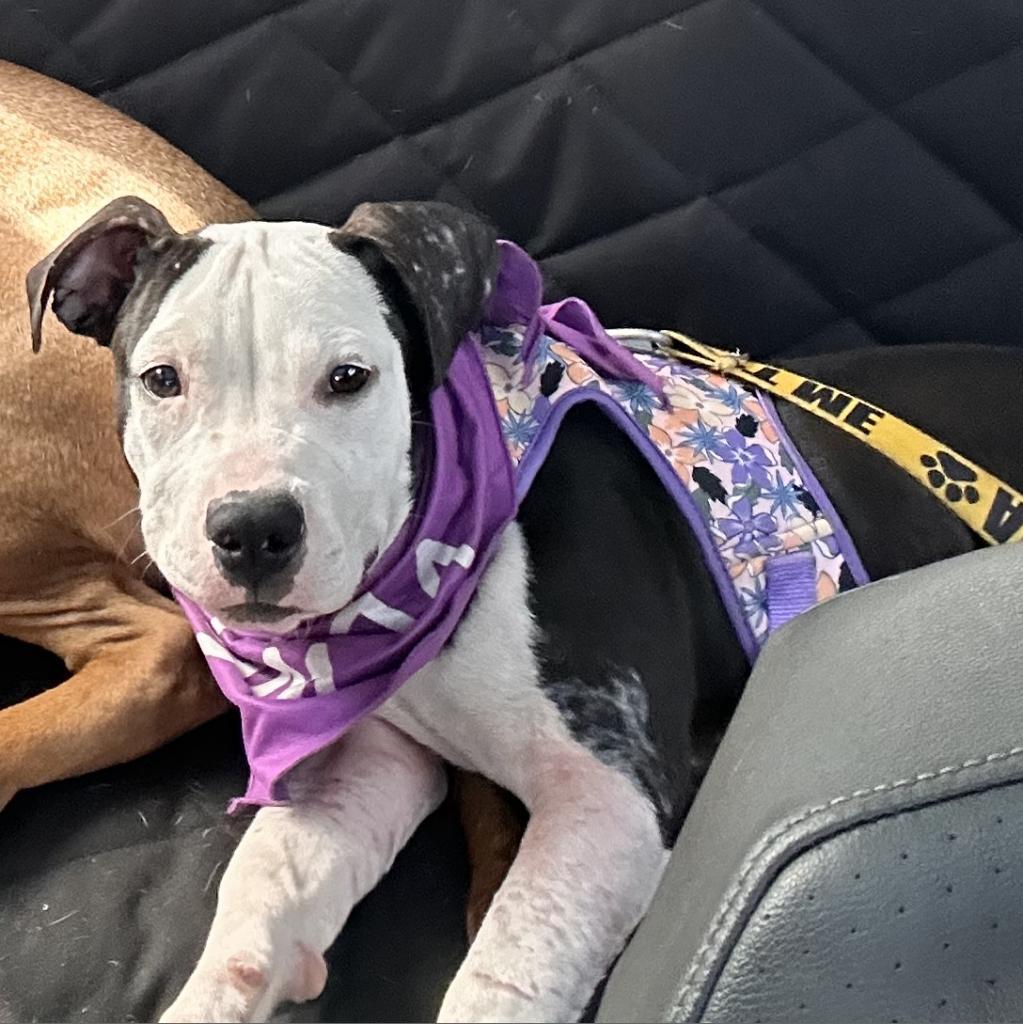 Blueberry Crumb Cake, Adoptable, Adult Female Mixed Breed.