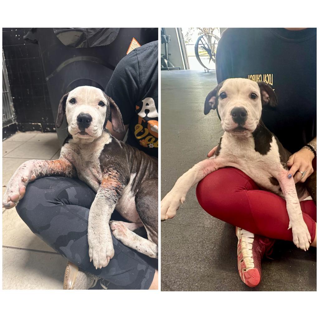 Enlarge Blueberry Crumb Cake, a Adoptable Mixed Breed in Savannah, GA image 3/6