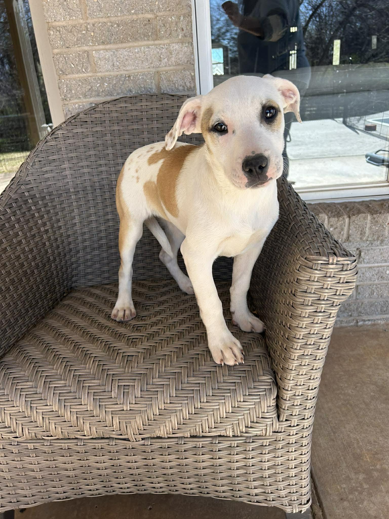 Enlarge LOU ANN   $425, an adoptable mixed breed in Milwaukee, WI image 2/2