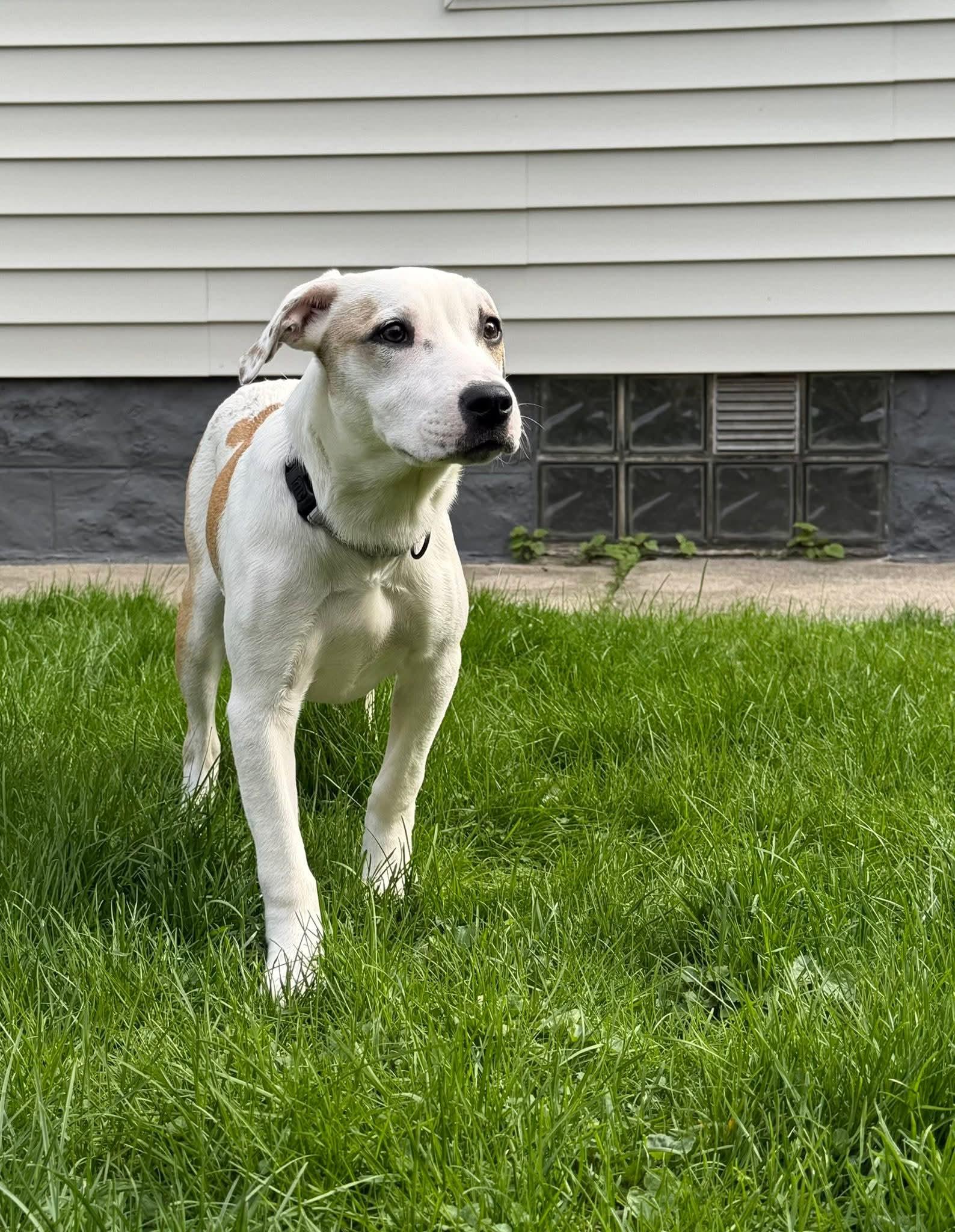 Enlarge LOU ANN   $425, an adoptable mixed breed in Milwaukee, WI image 3/6