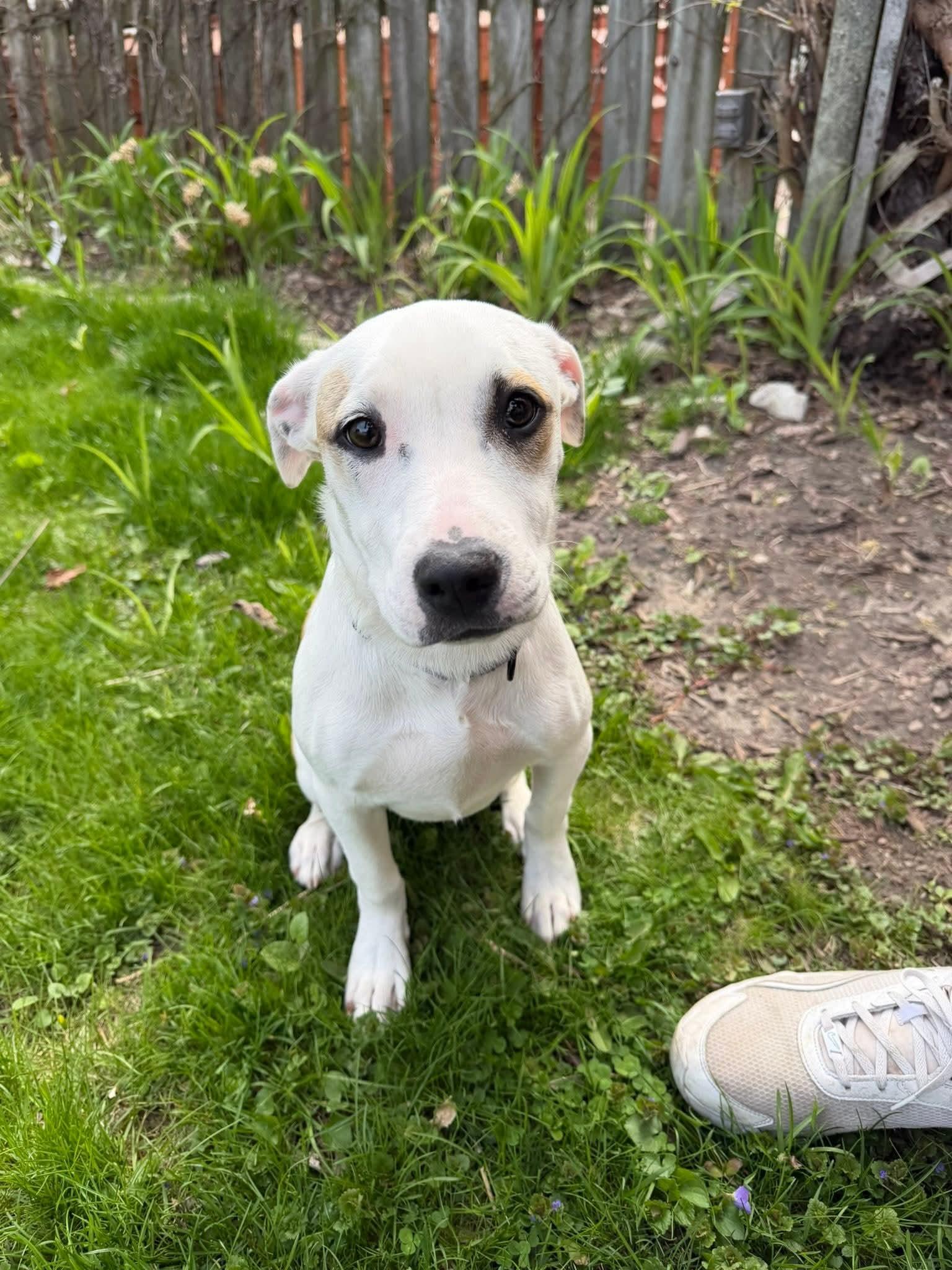 Enlarge LOU ANN   $425, an adoptable mixed breed in Milwaukee, WI image 6/6