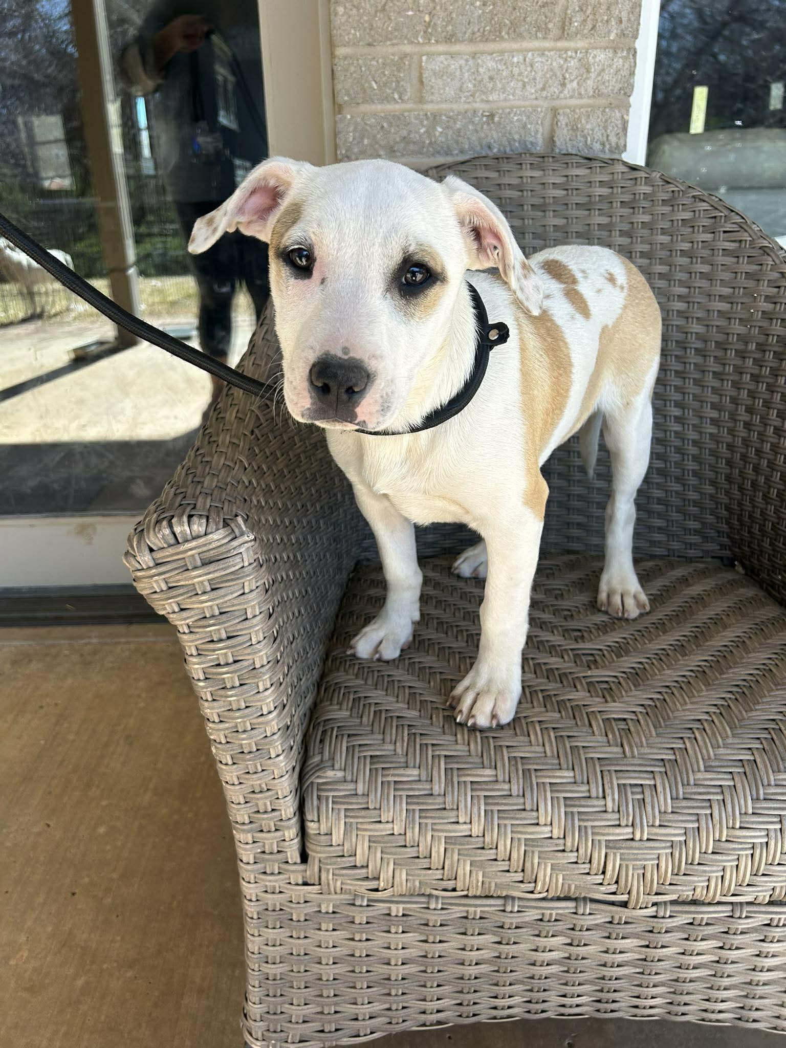 Enlarge LOU ANN   $425, an adoptable mixed breed in Milwaukee, WI image 1/2