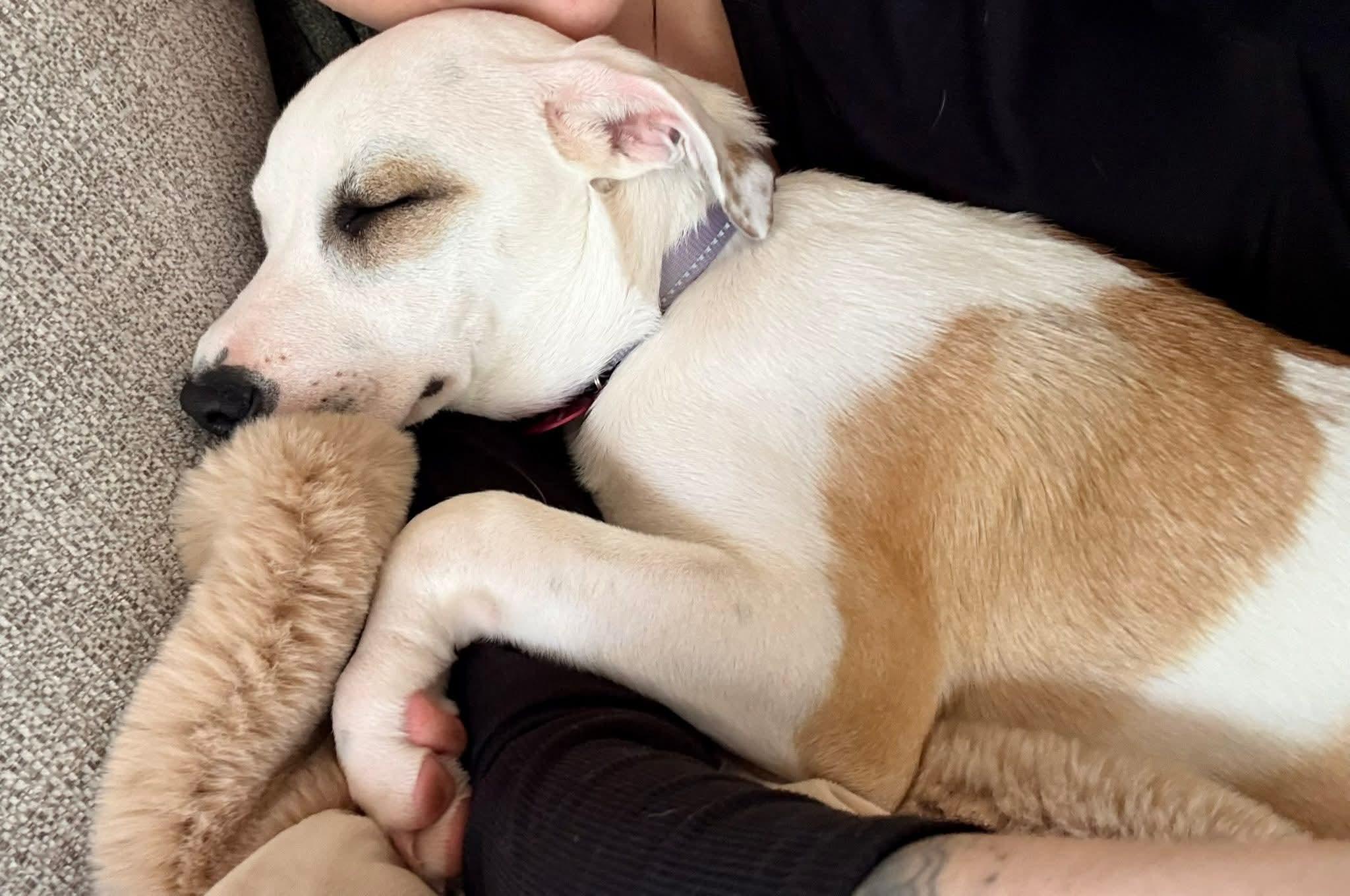 Enlarge LOU ANN   $425, an adoptable mixed breed in Milwaukee, WI image 5/6
